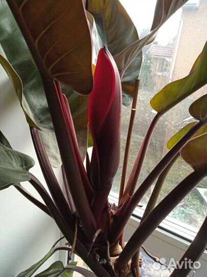 Филодендрон розовая принцесса