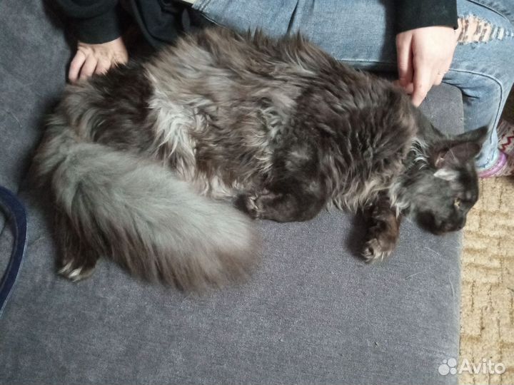 Домашние животные кошки