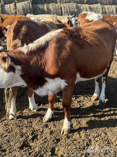 Продам сельхозбизнес