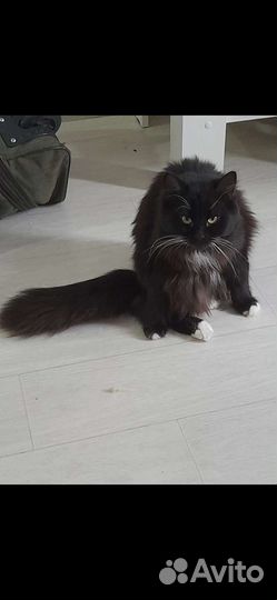 Петя и Бакс