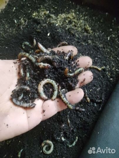 Червь для рыбалки, дендробена