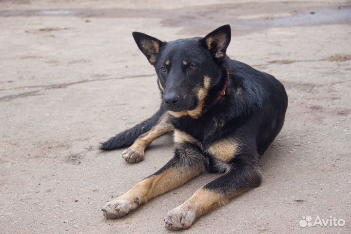 Болек и Лёлик