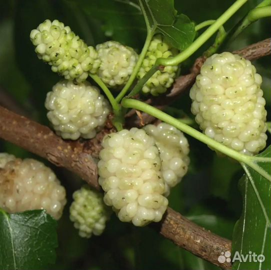 Шелковица белая и черная (тутовое дерево) саженцы