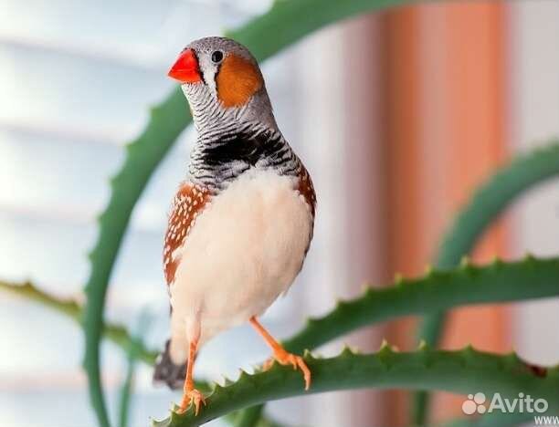 Передержка птиц попугаев канареек амадин
