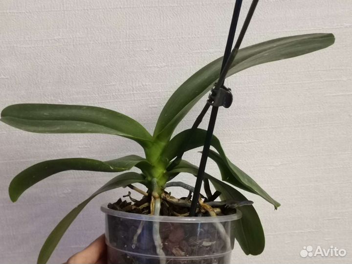 Орхидея фаленопсис Phal. Sogo relex