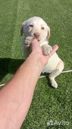 Щенки лабрадора