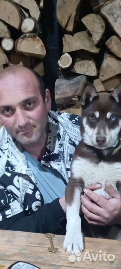 Сибирский хаски