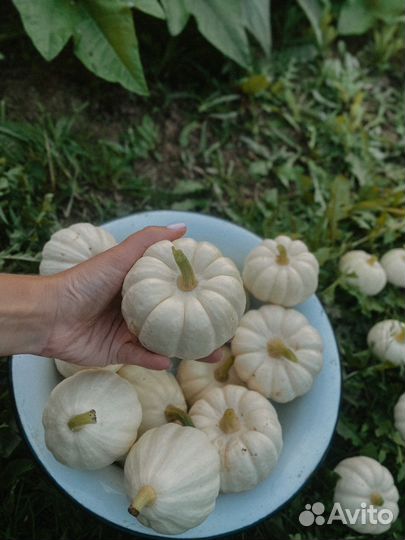 Бэйби бу декоративные тыквы