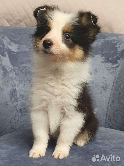 Щенки шелти