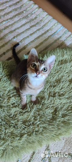 Котята в добрые руки бесплатно