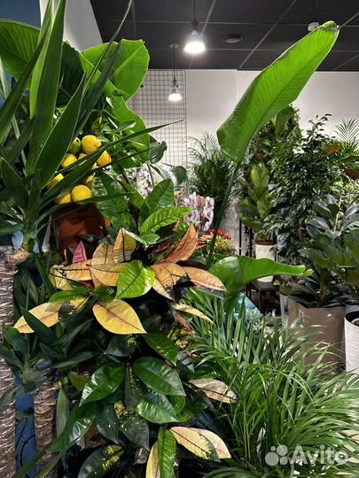 Более 200 видов комнатных растений