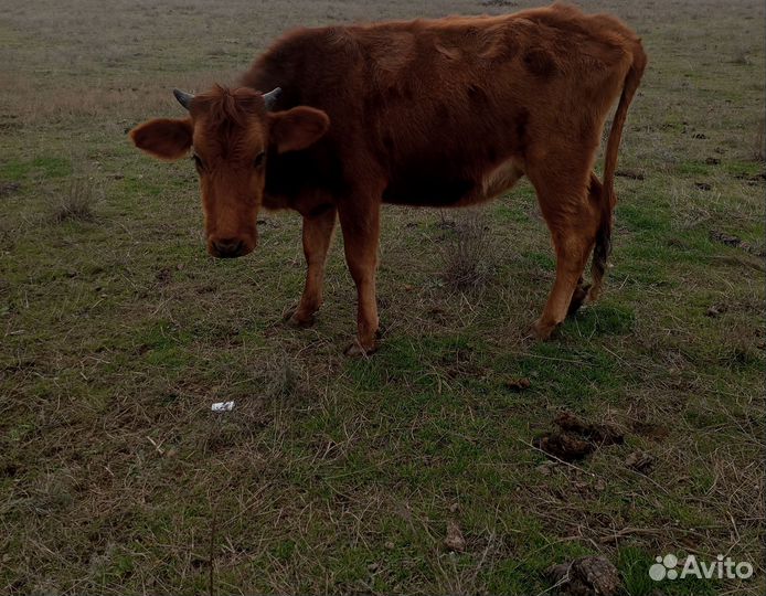 Коровы телки