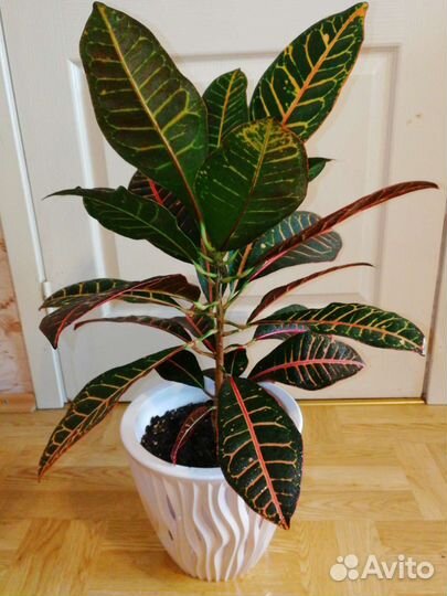 Кротон, спатифиллум