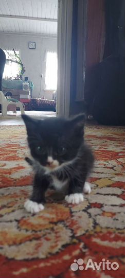 Котята дворовые