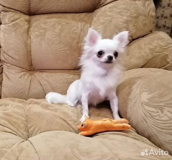 Чихуахуа мини