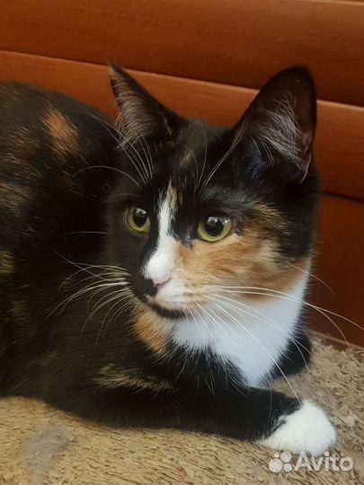 Трехцветка девочка Бонечка 1год стерилизованна и п