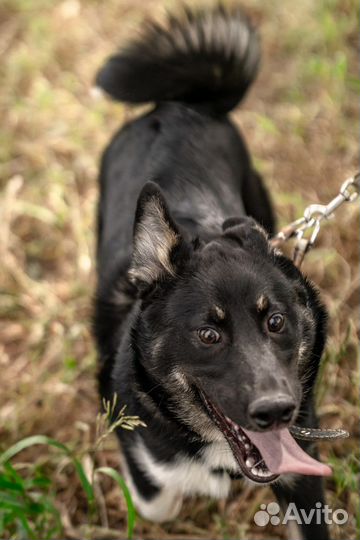 Щенок девочка