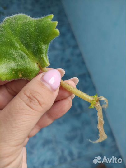 Фиалки, листочки