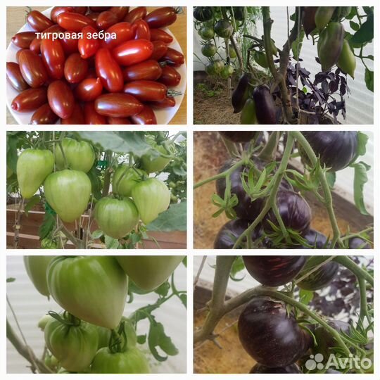 Семена сортовых томатов и перцев