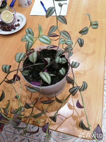 Комнатные растения