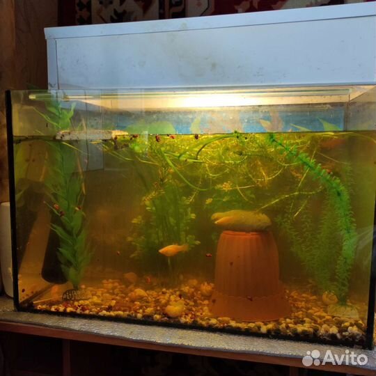Аквариум
