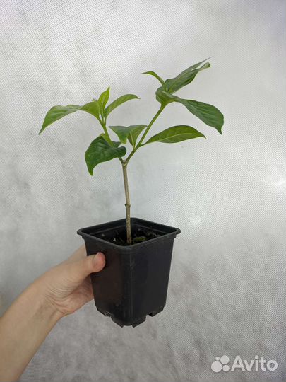 Табернемонтана