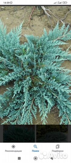 Верба на штамбе