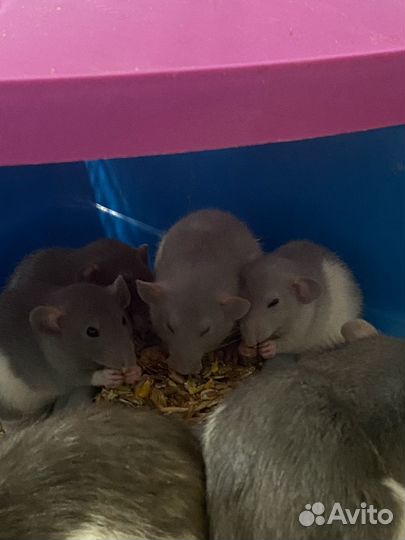 Декоративная крыса дамбо