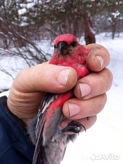 Певчие птицы