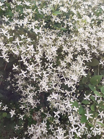 Клематис виноградолистный