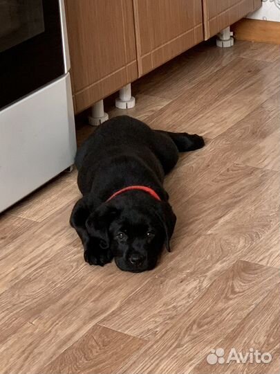 Щенок лабрадора 2 месяца