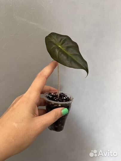 Алоказия Пинк Дракон