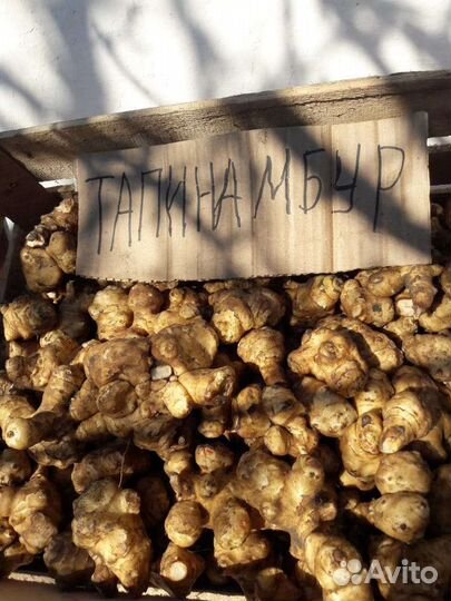 Топинамбур