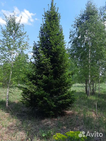 Пихта -крупномер