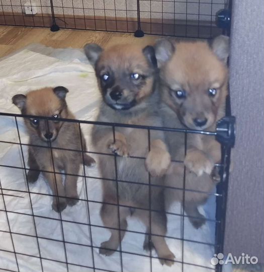 Щенки карело финской лайки