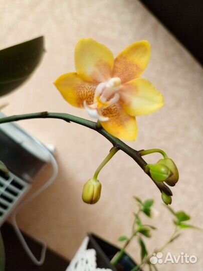 Орхидея фаленопсис