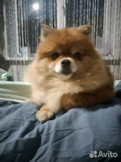 Щенки шпица