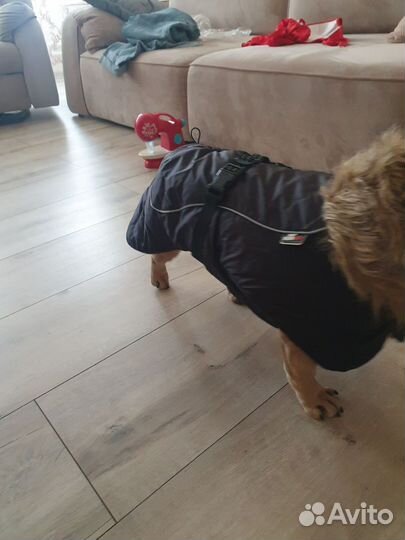 Куртка комбинезон для собаки
