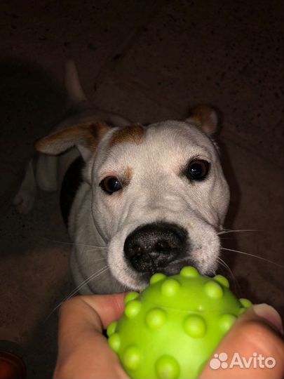 Вязка Джек Рассел Терьер