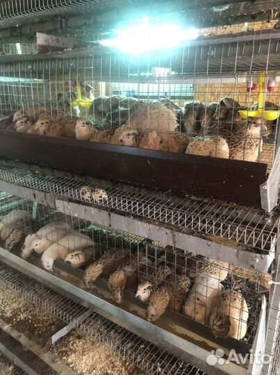 Живые перепела