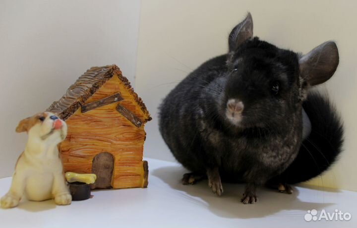 Шиншилла девочка Экстра дарк (темный)