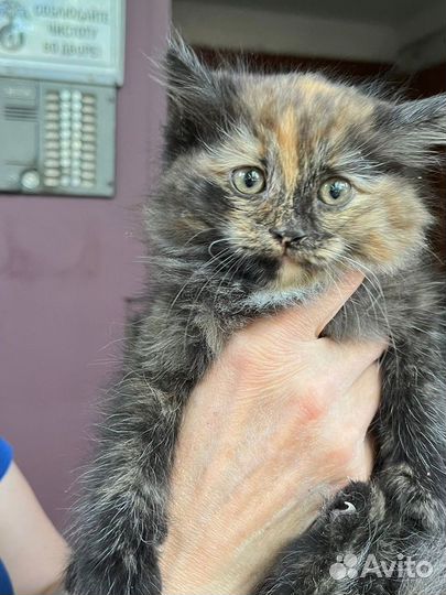 Пристраивается в добрые ручки котеночек девочка