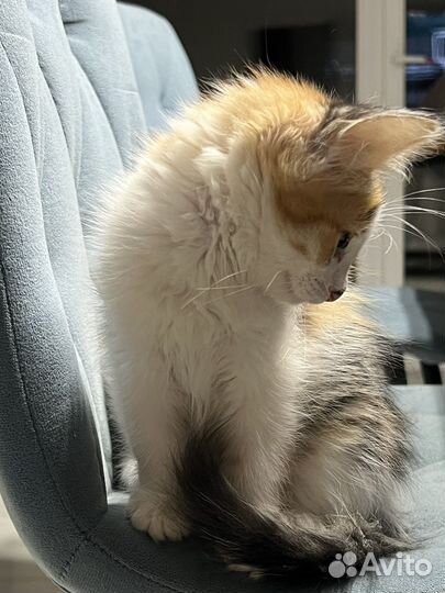 Котята в добрые руки даром девочка