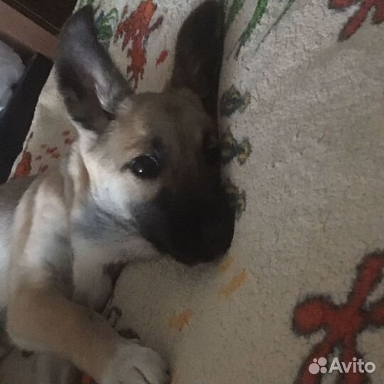 Щенок девочка в дар