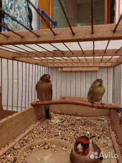 Продаются птицы