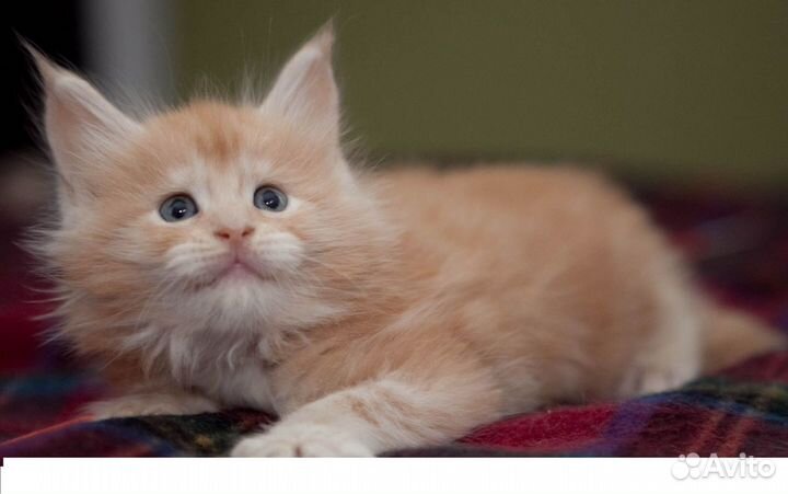 Мейнкун котята -вязка мейнкун