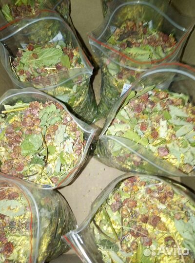 Чаи алтая, ручной сбор