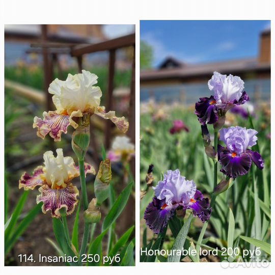 Ирисы бородатые сортовые