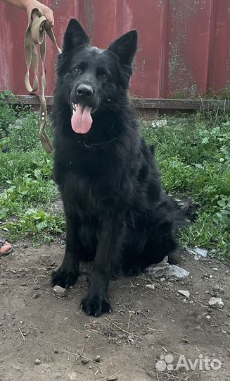 Немецкая овчарка