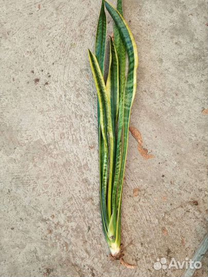 Сансевиерия или Тещин язык